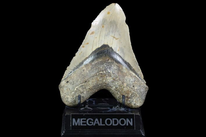 Huge, Fossil Megalodon Tooth - North Carolina #124321